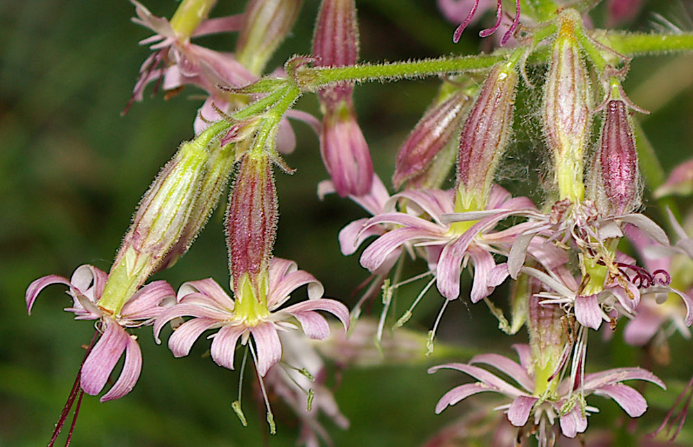 Silene nutans / Silene ciondola